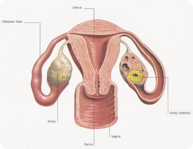 Ovulation