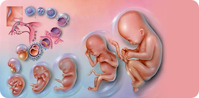 Foetal Development